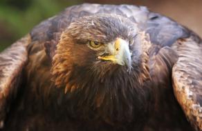 Golden Raptor Eagle