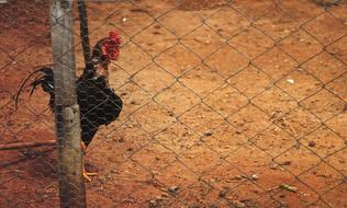 Hen House Cock
