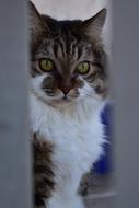 Cats Pretty Animal