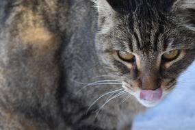 Cats Tongue Animal