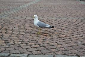 Bird Animal Wing
