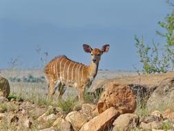 deer on rocks in safari
