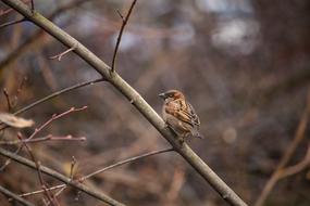 a little bird on a branch in the park.