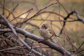 Sparrow Bird Nature