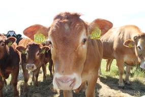 Cow Whey Cows