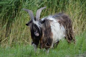 Goat Goats Cattle