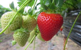 ripe strawberries among the greens