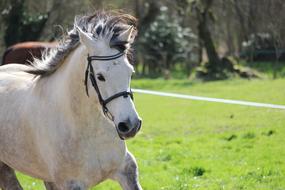 Horse Horses Animals