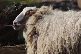 Sheep Livestock Pet