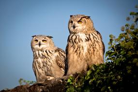 Eagle Owl Bird Bill