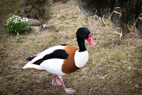 Duck Animal Water Bird