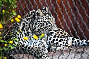 Leopard Predator Cat Animal