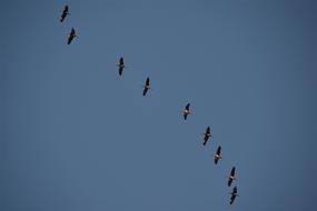 Cranes Birds Fly