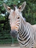 Striped zebra macro