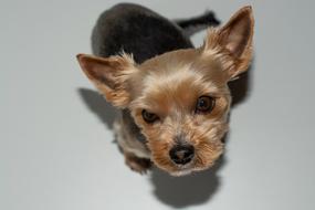 Dog Small Yorki