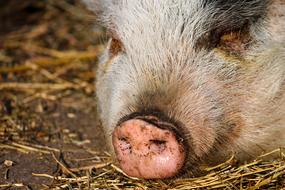 sleeping pig in the hay