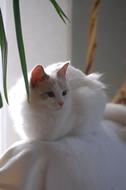 Cat Animals Fur