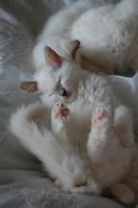 Cat Kitten Ragdoll