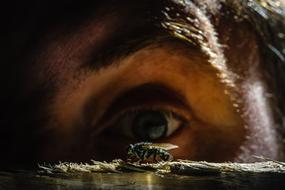 Fly Eye Insect