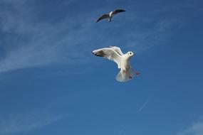 Seagull Birds flying on blue sky