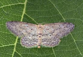 Moth Small-Dusty-Wave Insect