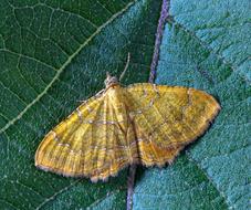 Moth Yellow-Shell Insect