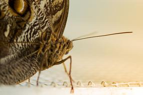 Butterfly Close Up Insect