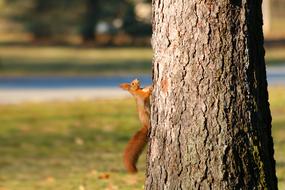 The Squirrel Redheaded Animal