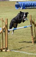 Dog Agility Fitness
