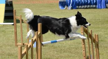 Dog Agility Fitness