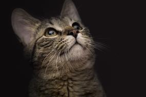 Cat Animal Kitten