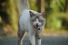 Cat Animal Pet