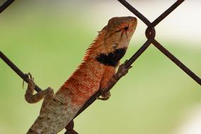 the lizard on the fence is beautiful