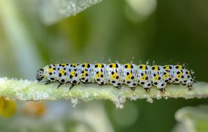 Caterpillar Larva Moth