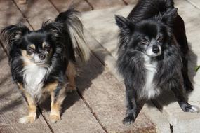 Chihuahua Double Pack Dogs Pet