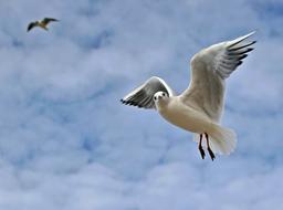 Sky Bird Flight