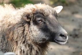 Sheep Animal Portrait Sheepshead