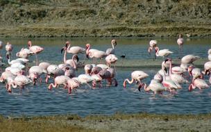 Bird Lesser Flamingo Phoeniconaias