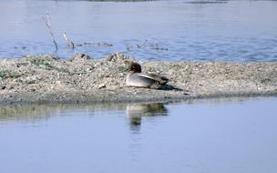 Bird Duck Eurasian Teal Common