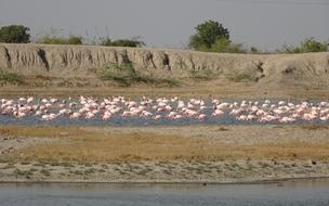Bird Lesser Flamingo Phoeniconaias
