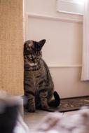 Cat Animals Kitten Domestic
