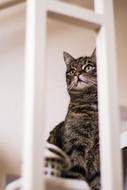 Cat Animals Kitten Domestic
