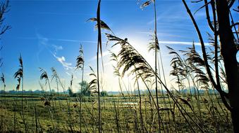beautiful view of the sunlit field