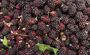 health Blackberry red black