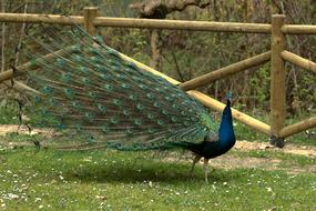 exotic Bird Peacock