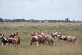 Cows Nodes The Village