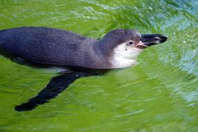 Penguin Zoo Bird