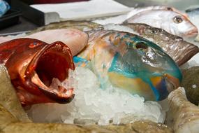 red head frozen fish