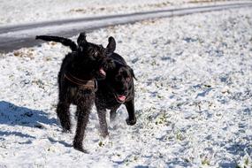 Labradoodle Dogs Play