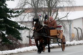 Horses Animal Ride